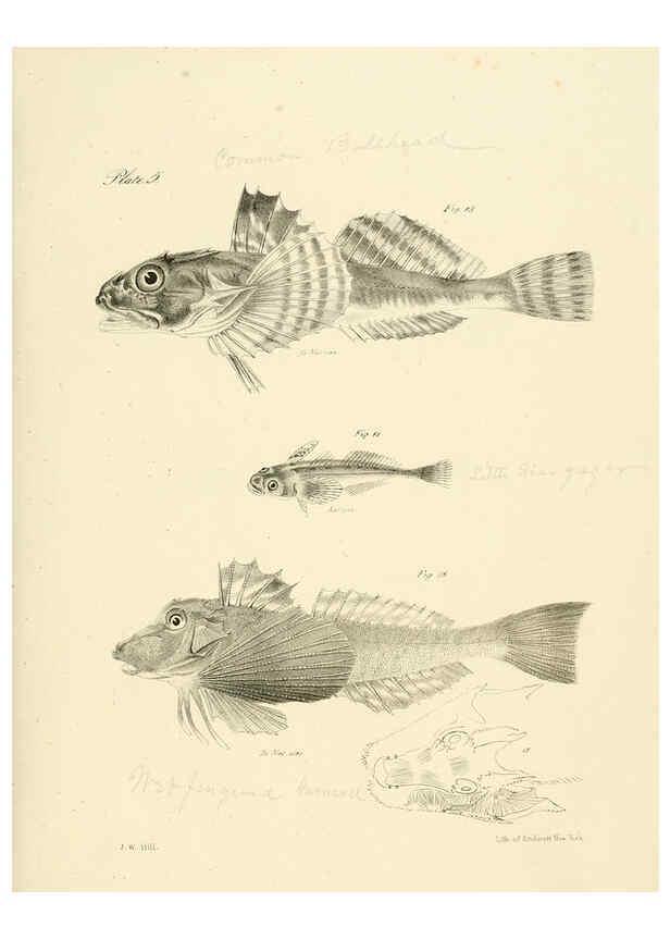 Reproducción/Reproduction 6384846805: Natural history of New York Div. 1 pts. III-IV Plates Albany,D. Appleton & co. and Wiley & Putnam;1842-94