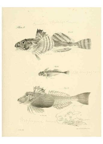 Reproducción/Reproduction 6384846805: Natural history of New York Div. 1 pts. III-IV Plates Albany,D. Appleton & co. and Wiley & Putnam;1842-94