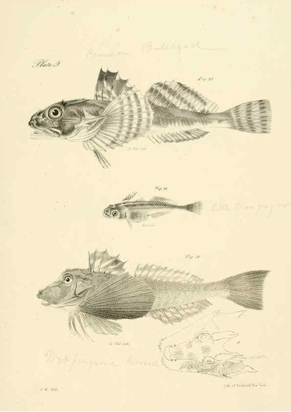 Reproducción/Reproduction 6384846805: Natural history of New York Div. 1 pts. III-IV Plates Albany,D. Appleton & co. and Wiley & Putnam;1842-94