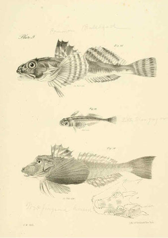 Reproducción/Reproduction 6384846805: Natural history of New York Div. 1 pts. III-IV Plates Albany,D. Appleton & co. and Wiley & Putnam;1842-94