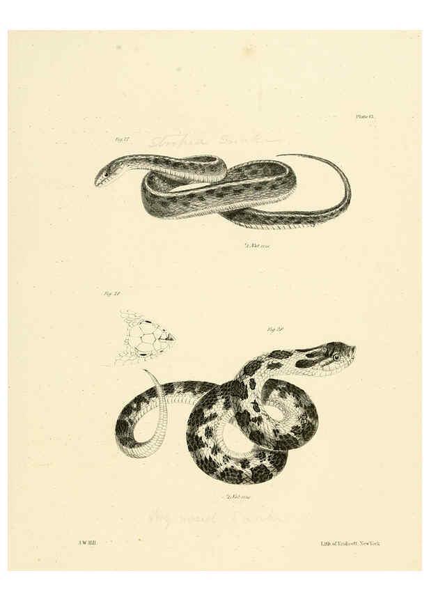 Reproducción/Reproduction 6384840491: Natural history of New York Div. 1 pts. III-IV Plates Albany,D. Appleton & co. and Wiley & Putnam;1842-94