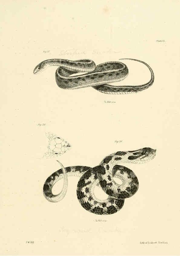 Reproducción/Reproduction 6384840491: Natural history of New York Div. 1 pts. III-IV Plates Albany,D. Appleton & co. and Wiley & Putnam;1842-94