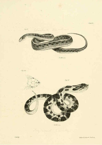 Reproducción/Reproduction 6384840491: Natural history of New York Div. 1 pts. III-IV Plates Albany,D. Appleton & co. and Wiley & Putnam;1842-94