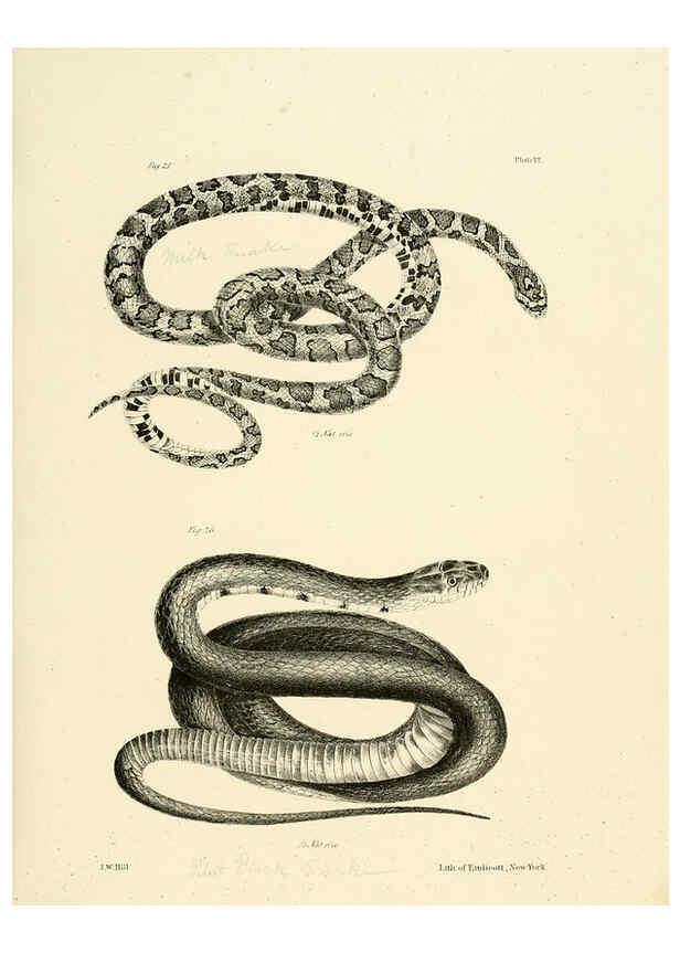 Reproducción/Reproduction 6384839957: Natural history of New York Div. 1 pts. III-IV Plates Albany,D. Appleton & co. and Wiley & Putnam;1842-94