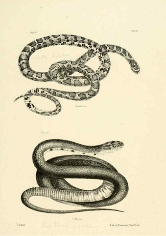 Reproducción/Reproduction 6384839957: Natural history of New York Div. 1 pts. III-IV Plates Albany,D. Appleton & co. and Wiley & Putnam;1842-94