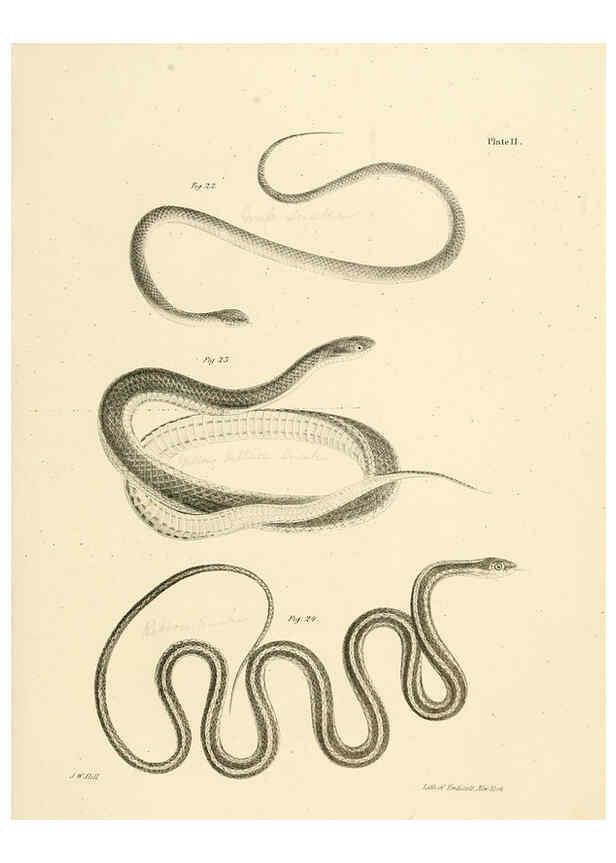 Reproducción/Reproduction 6384839617: Natural history of New York Div. 1 pts. III-IV Plates Albany,D. Appleton & co. and Wiley & Putnam;1842-94