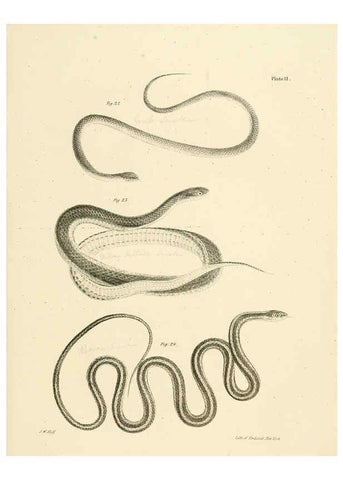 Reproducción/Reproduction 6384839617: Natural history of New York Div. 1 pts. III-IV Plates Albany,D. Appleton & co. and Wiley & Putnam;1842-94