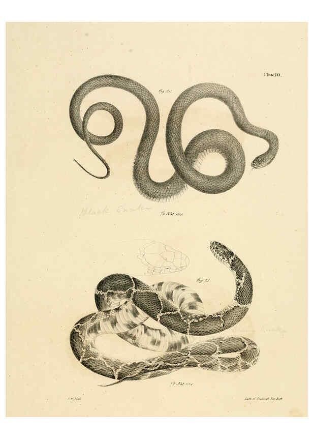 Reproducción/Reproduction 6384839211: Natural history of New York Div. 1 pts. III-IV Plates Albany,D. Appleton & co. and Wiley & Putnam;1842-94