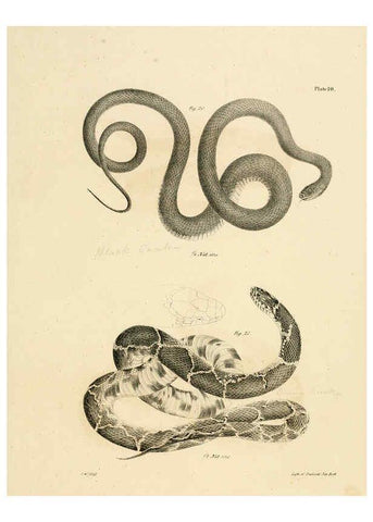 Reproducción/Reproduction 6384839211: Natural history of New York Div. 1 pts. III-IV Plates Albany,D. Appleton & co. and Wiley & Putnam;1842-94