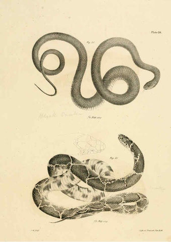 Reproducción/Reproduction 6384839211: Natural history of New York Div. 1 pts. III-IV Plates Albany,D. Appleton & co. and Wiley & Putnam;1842-94
