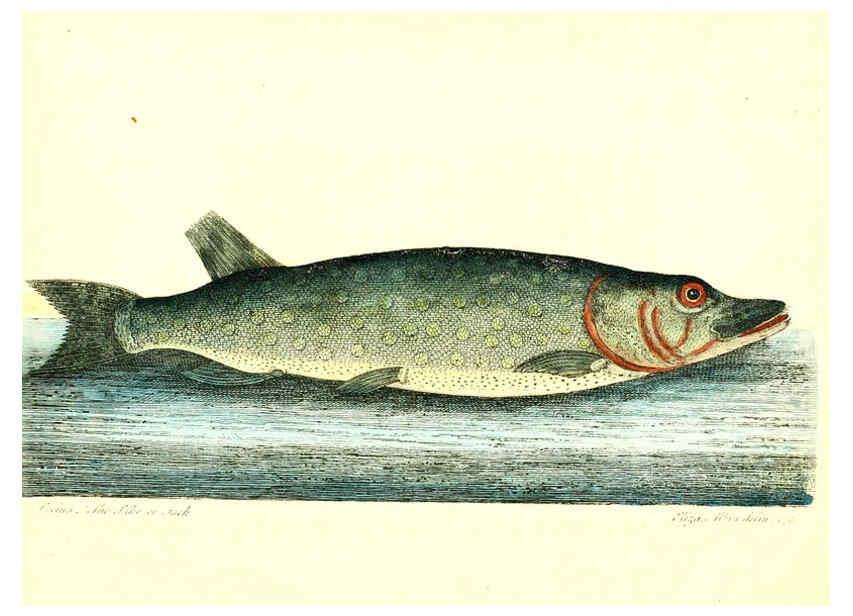Reproducción/Reproduction 6384083559: The history of esculent fish London :Printed for Edward Jeffrey [etc.],1794
