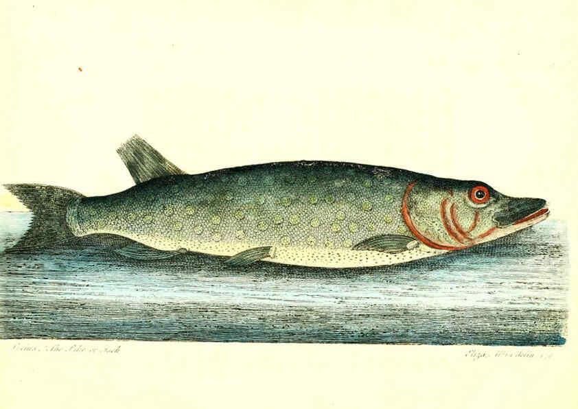 Reproducción/Reproduction 6384083559: The history of esculent fish London :Printed for Edward Jeffrey [etc.],1794