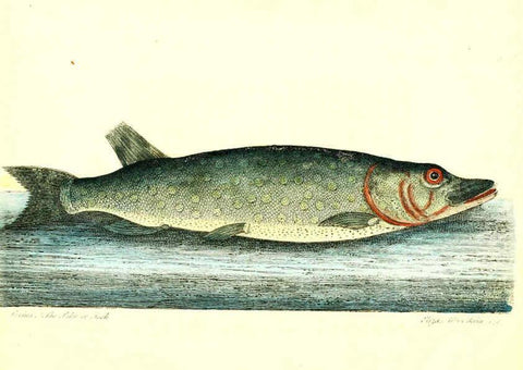 Reproducción/Reproduction 6384083559: The history of esculent fish London :Printed for Edward Jeffrey [etc.],1794