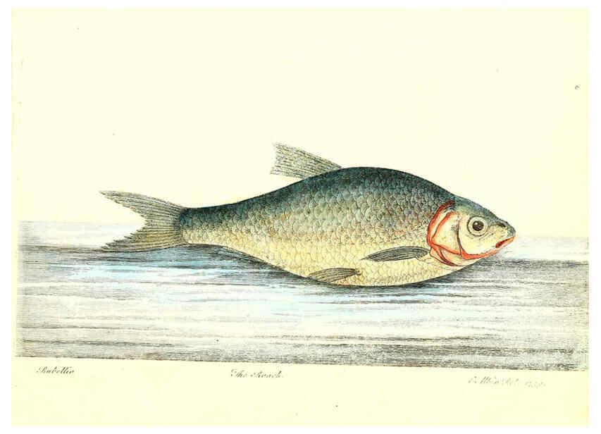 Reproducción/Reproduction 6384084015: The history of esculent fish London :Printed for Edward Jeffrey [etc.],1794