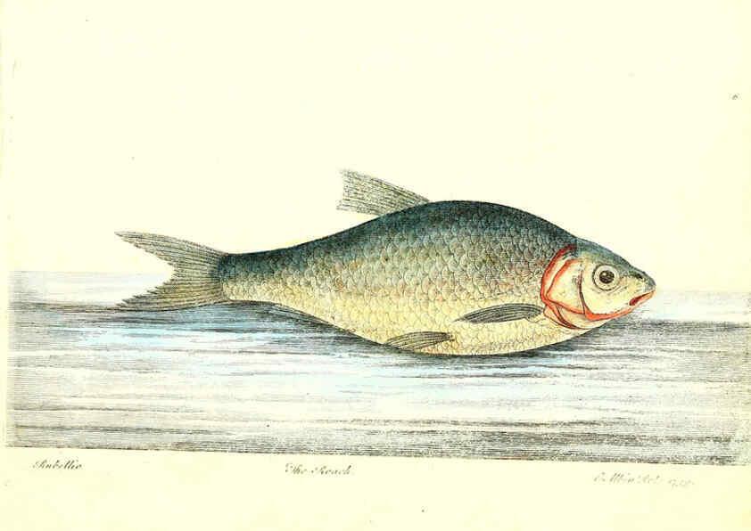 Reproducción/Reproduction 6384084015: The history of esculent fish London :Printed for Edward Jeffrey [etc.],1794