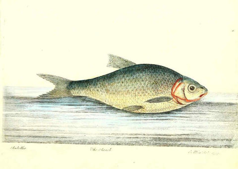 Reproducción/Reproduction 6384084015: The history of esculent fish London :Printed for Edward Jeffrey [etc.],1794
