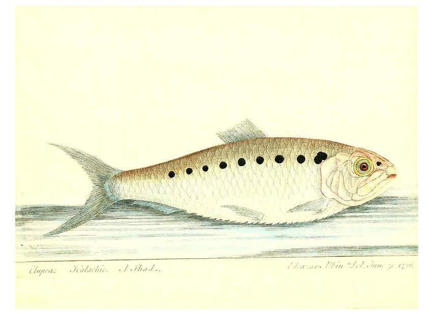 Reproducción/Reproduction 6384084439: The history of esculent fish London :Printed for Edward Jeffrey [etc.],1794