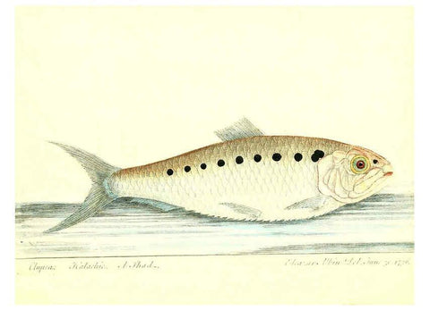 Reproducción/Reproduction 6384084439: The history of esculent fish London :Printed for Edward Jeffrey [etc.],1794