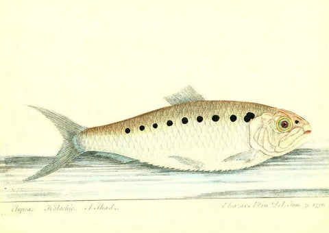 Reproducción/Reproduction 6384084439: The history of esculent fish London :Printed for Edward Jeffrey [etc.],1794