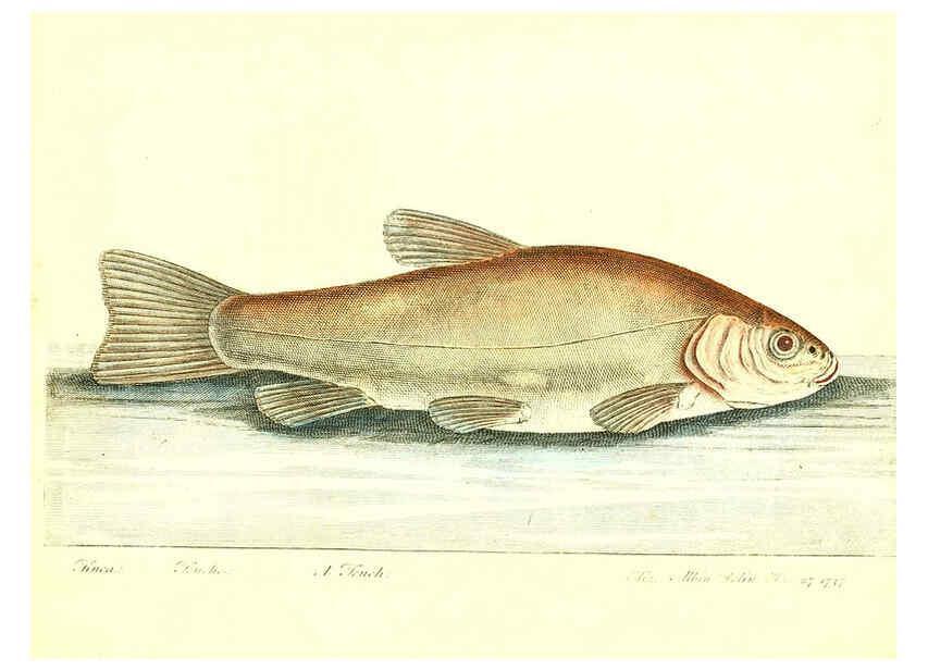 Reproducción/Reproduction 6384085297: The history of esculent fish London :Printed for Edward Jeffrey [etc.],1794