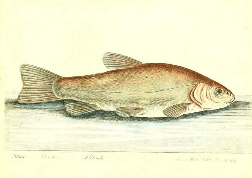 Reproducción/Reproduction 6384085297: The history of esculent fish London :Printed for Edward Jeffrey [etc.],1794