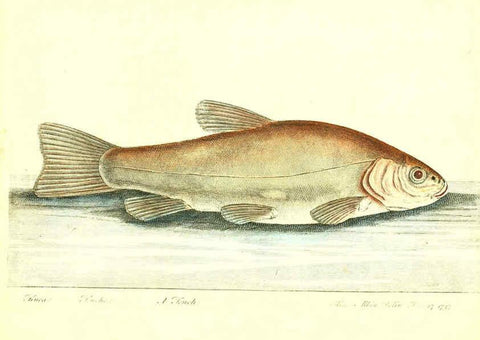Reproducción/Reproduction 6384085297: The history of esculent fish London :Printed for Edward Jeffrey [etc.],1794