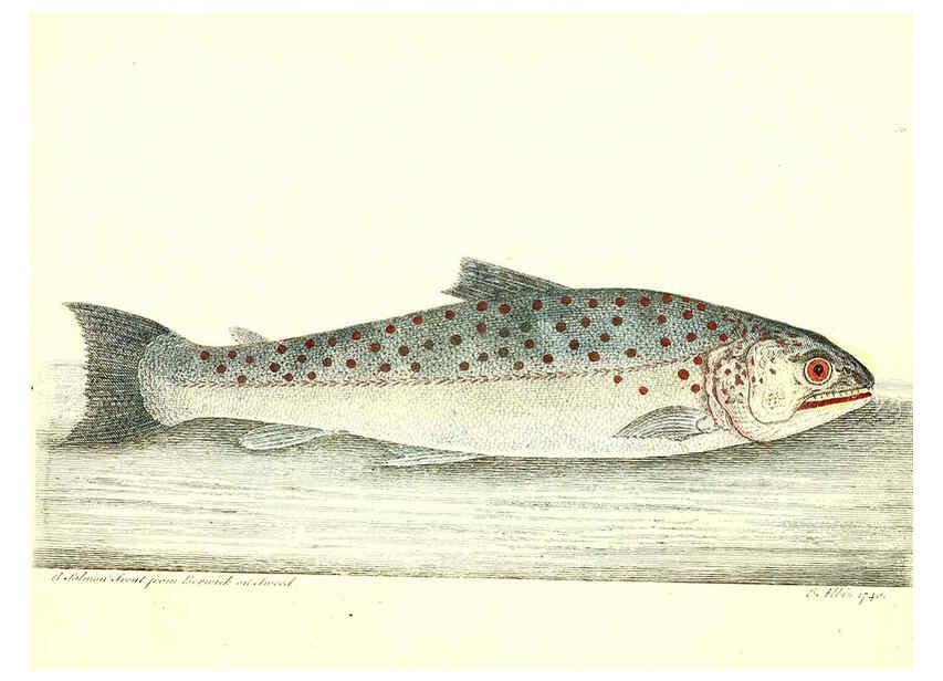 Reproducción/Reproduction 6384085681: The history of esculent fish London :Printed for Edward Jeffrey [etc.],1794