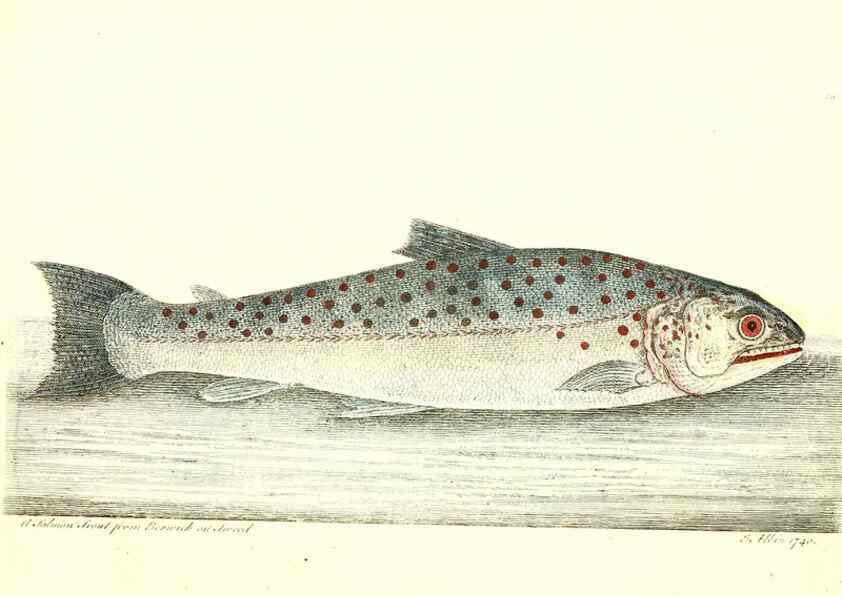 Reproducción/Reproduction 6384085681: The history of esculent fish London :Printed for Edward Jeffrey [etc.],1794