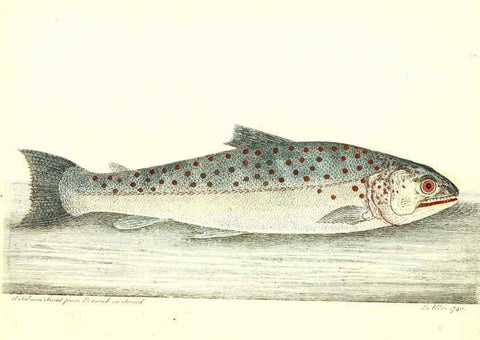 Reproducción/Reproduction 6384085681: The history of esculent fish London :Printed for Edward Jeffrey [etc.],1794