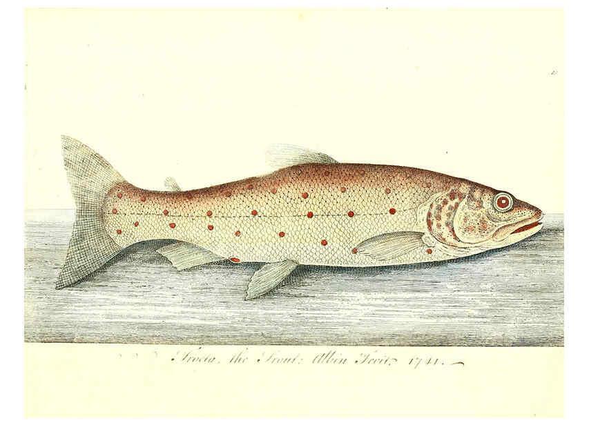 Reproducción/Reproduction 6384086103: The history of esculent fish London :Printed for Edward Jeffrey [etc.],1794