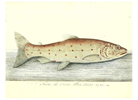 Reproducción/Reproduction 6384086103: The history of esculent fish London :Printed for Edward Jeffrey [etc.],1794