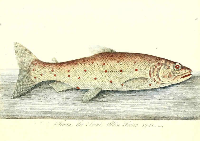 Reproducción/Reproduction 6384086103: The history of esculent fish London :Printed for Edward Jeffrey [etc.],1794