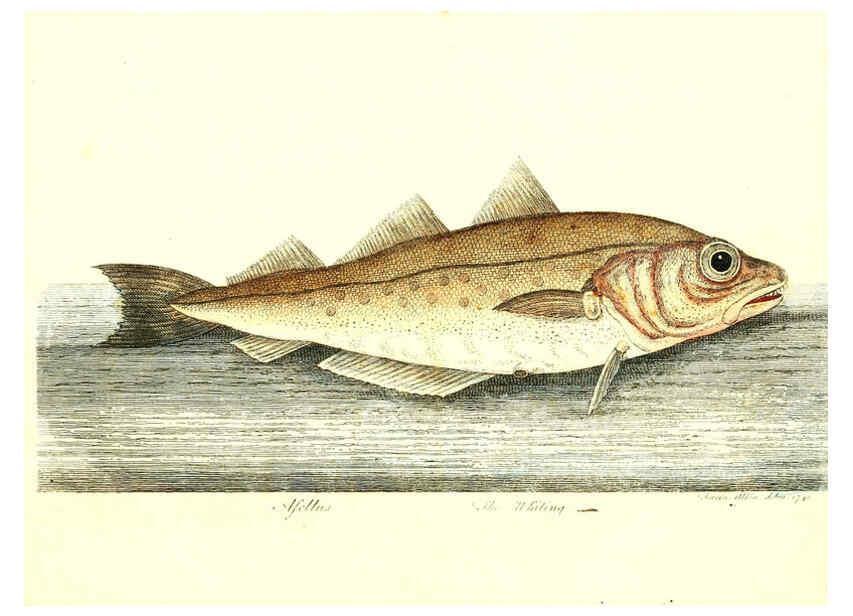Reproducción/Reproduction 6384086591: The history of esculent fish London :Printed for Edward Jeffrey [etc.],1794
