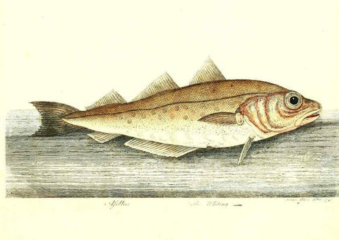 Reproducción/Reproduction 6384086591: The history of esculent fish London :Printed for Edward Jeffrey [etc.],1794