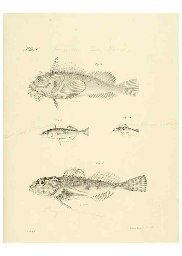 Reproducción/Reproduction 6384847167: Natural history of New York Div. 1 pts. III-IV Plates Albany,D. Appleton & co. and Wiley & Putnam;1842-94