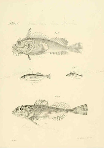 Reproducción/Reproduction 6384847167: Natural history of New York Div. 1 pts. III-IV Plates Albany,D. Appleton & co. and Wiley & Putnam;1842-94