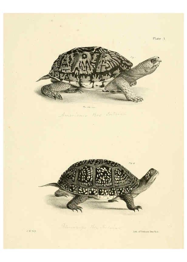 Reproducción/Reproduction 6384834247: Natural history of New York Div. 1 pts. III-IV Plates Albany,D. Appleton & co. and Wiley & Putnam;1842-94