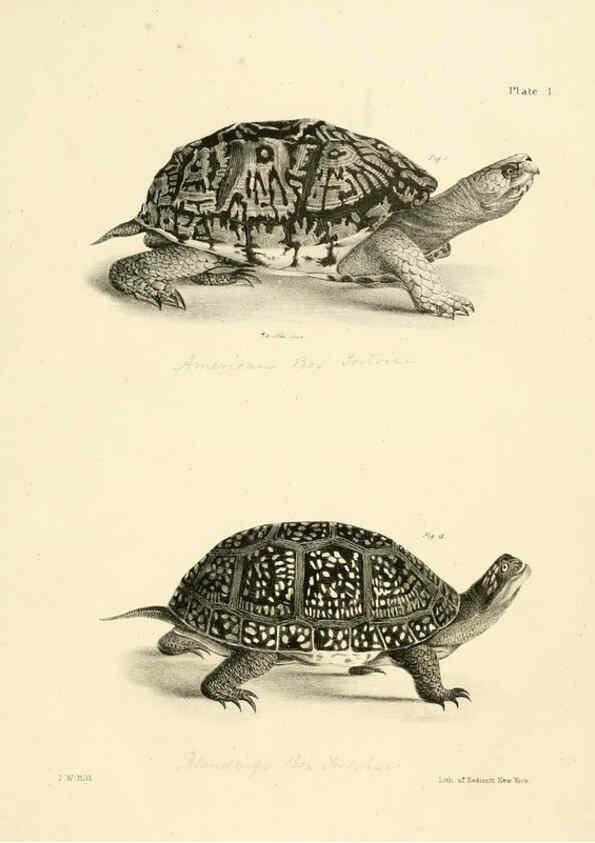 Reproducción/Reproduction 6384834247: Natural history of New York Div. 1 pts. III-IV Plates Albany,D. Appleton & co. and Wiley & Putnam;1842-94