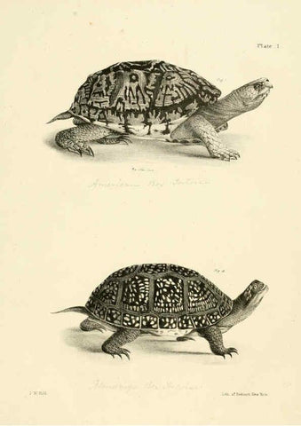 Reproducción/Reproduction 6384834247: Natural history of New York Div. 1 pts. III-IV Plates Albany,D. Appleton & co. and Wiley & Putnam;1842-94