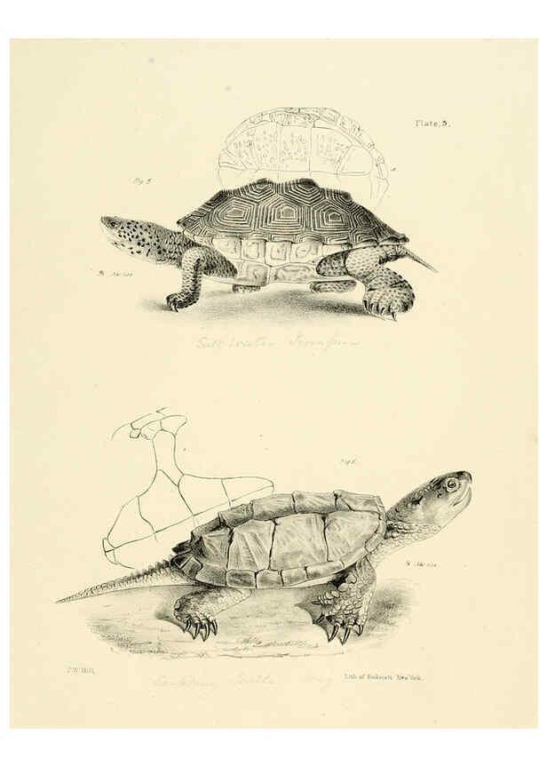 Reproducción/Reproduction 6384836559: Natural history of New York Div. 1 pts. III-IV Plates Albany,D. Appleton & co. and Wiley & Putnam;1842-94
