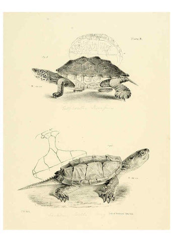 Reproducción/Reproduction 6384836559: Natural history of New York Div. 1 pts. III-IV Plates Albany,D. Appleton & co. and Wiley & Putnam;1842-94