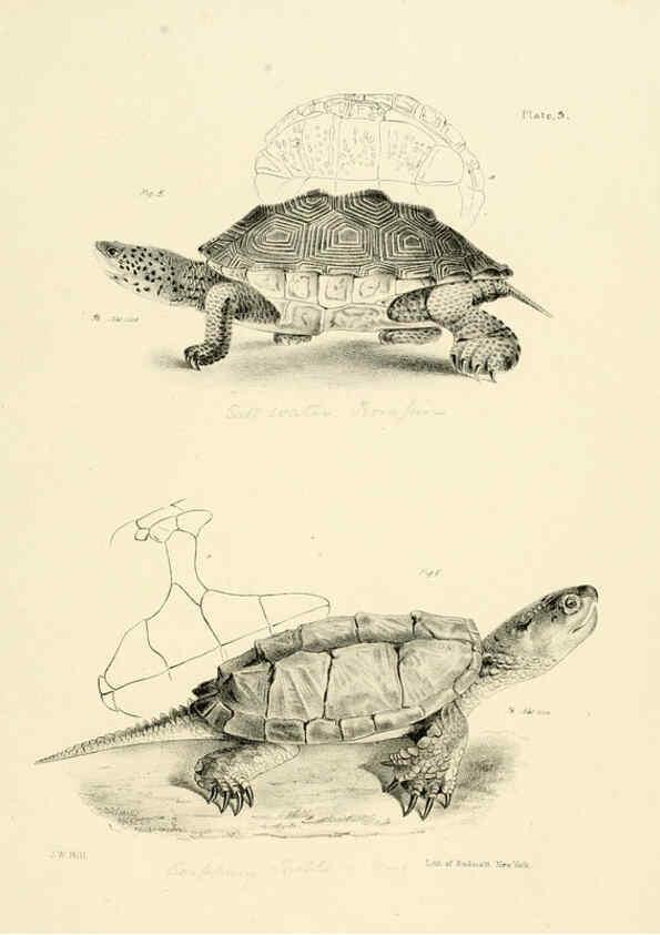 Reproducción/Reproduction 6384836559: Natural history of New York Div. 1 pts. III-IV Plates Albany,D. Appleton & co. and Wiley & Putnam;1842-94