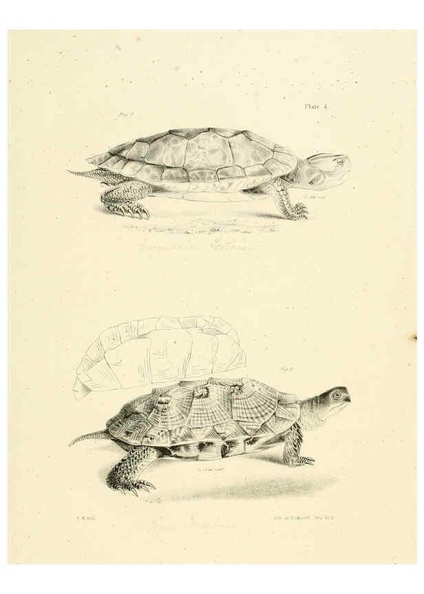 Reproducción/Reproduction 6384836923: Natural history of New York Div. 1 pts. III-IV Plates Albany,D. Appleton & co. and Wiley & Putnam;1842-94