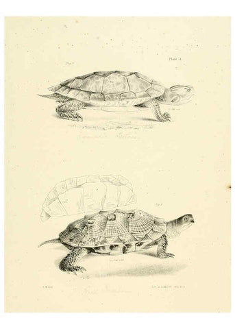 Reproducción/Reproduction 6384836923: Natural history of New York Div. 1 pts. III-IV Plates Albany,D. Appleton & co. and Wiley & Putnam;1842-94