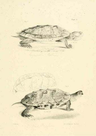 Reproducción/Reproduction 6384836923: Natural history of New York Div. 1 pts. III-IV Plates Albany,D. Appleton & co. and Wiley & Putnam;1842-94