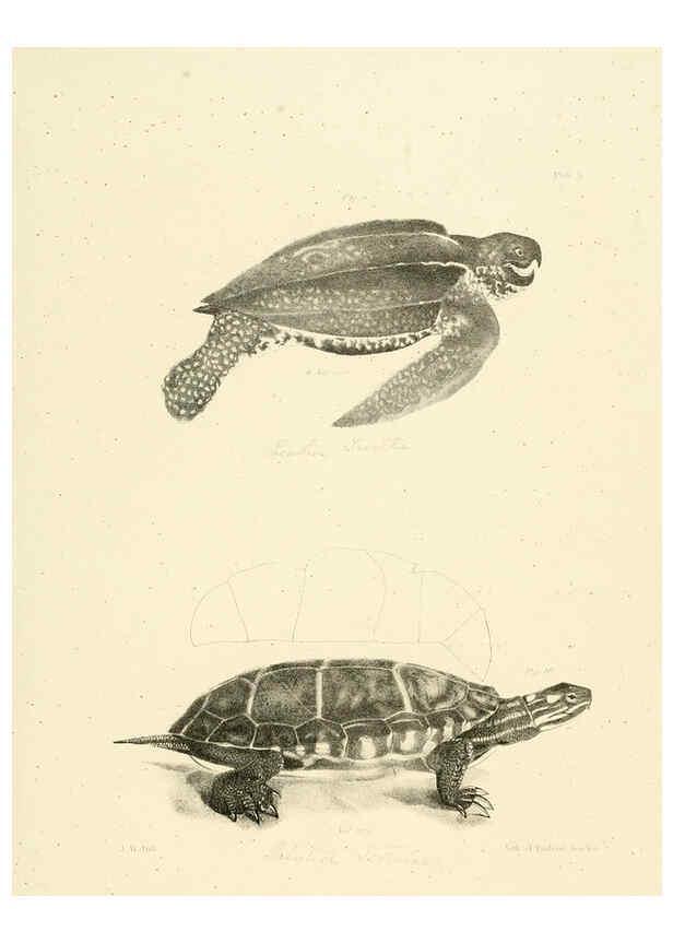 Reproducción/Reproduction 6384837297: Natural history of New York Div. 1 pts. III-IV Plates Albany,D. Appleton & co. and Wiley & Putnam;1842-94