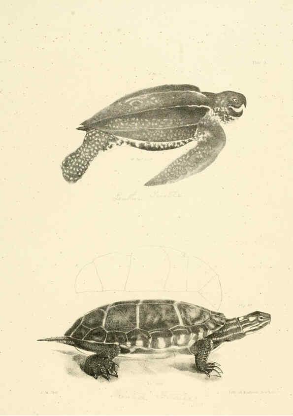 Reproducción/Reproduction 6384837297: Natural history of New York Div. 1 pts. III-IV Plates Albany,D. Appleton & co. and Wiley & Putnam;1842-94