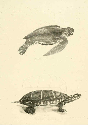 Reproducción/Reproduction 6384837297: Natural history of New York Div. 1 pts. III-IV Plates Albany,D. Appleton & co. and Wiley & Putnam;1842-94