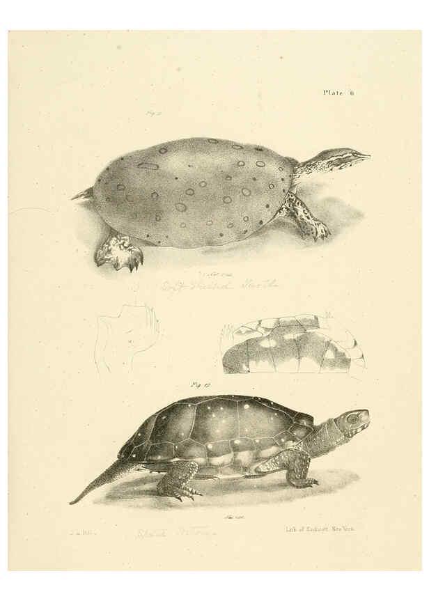 Reproducción/Reproduction 6384837729: Natural history of New York Div. 1 pts. III-IV Plates Albany,D. Appleton & co. and Wiley & Putnam;1842-94