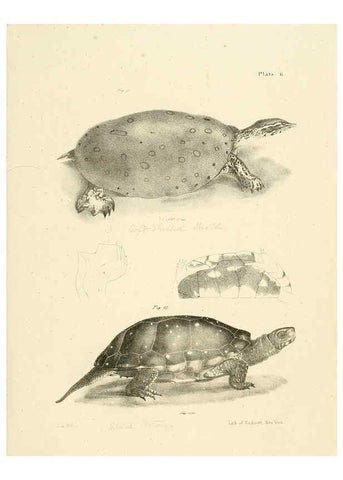 Reproducción/Reproduction 6384837729: Natural history of New York Div. 1 pts. III-IV Plates Albany,D. Appleton & co. and Wiley & Putnam;1842-94